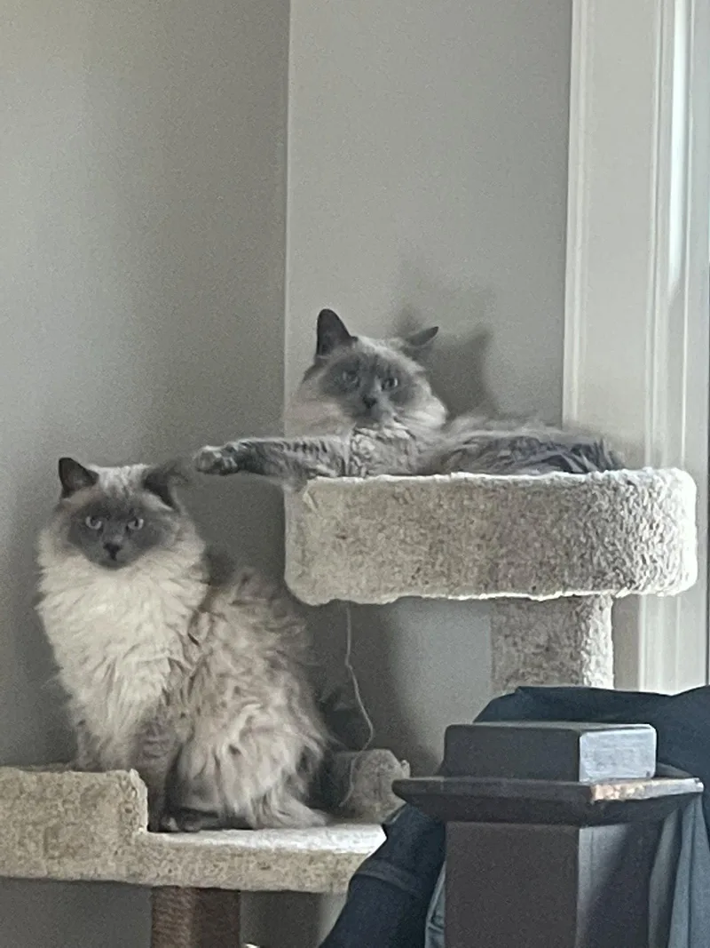 Smokey & Bandit: bonded
