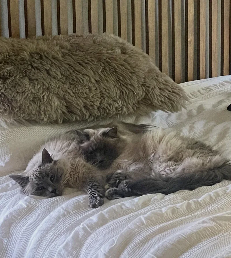 Smokey & Bandit: bonded thumbnail 2