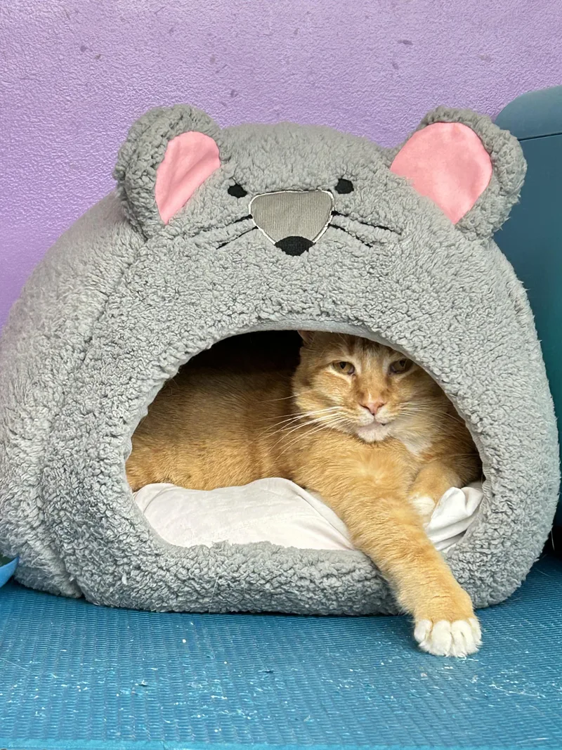 Sandysammy thumbnail 2