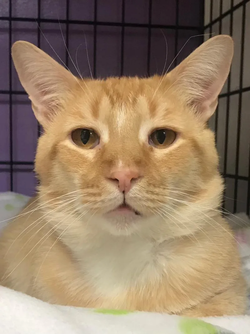 Sandysammy thumbnail 4