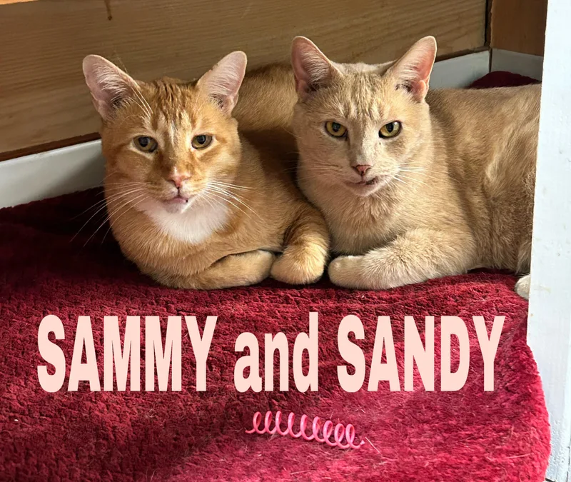 Sandysammy