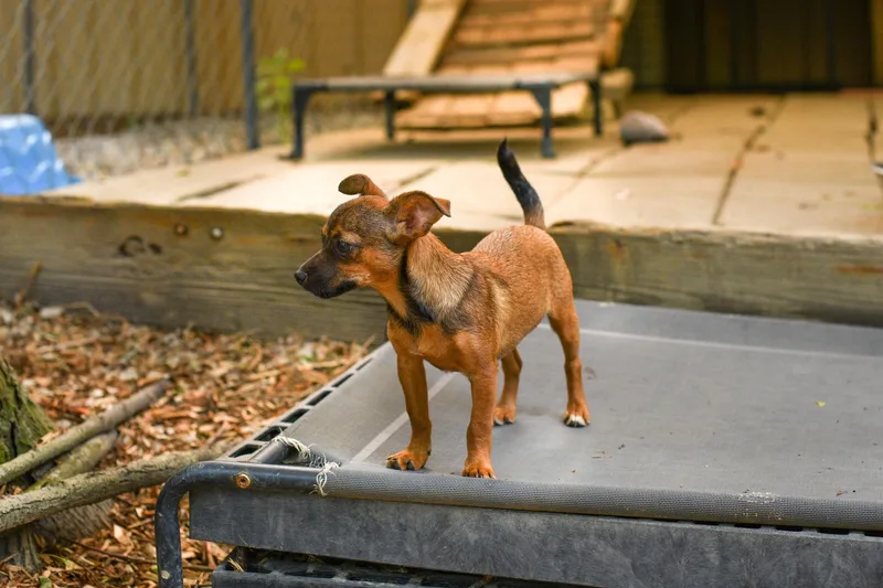 A baby small-sized female Mixed Breed dog named Tansy for adoption in BONIFAY, FL
