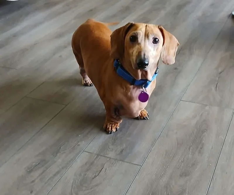 An adult medium-sized male Brown / Chocolate Dachshund dog named Bailey for adoption in Linwood, MI