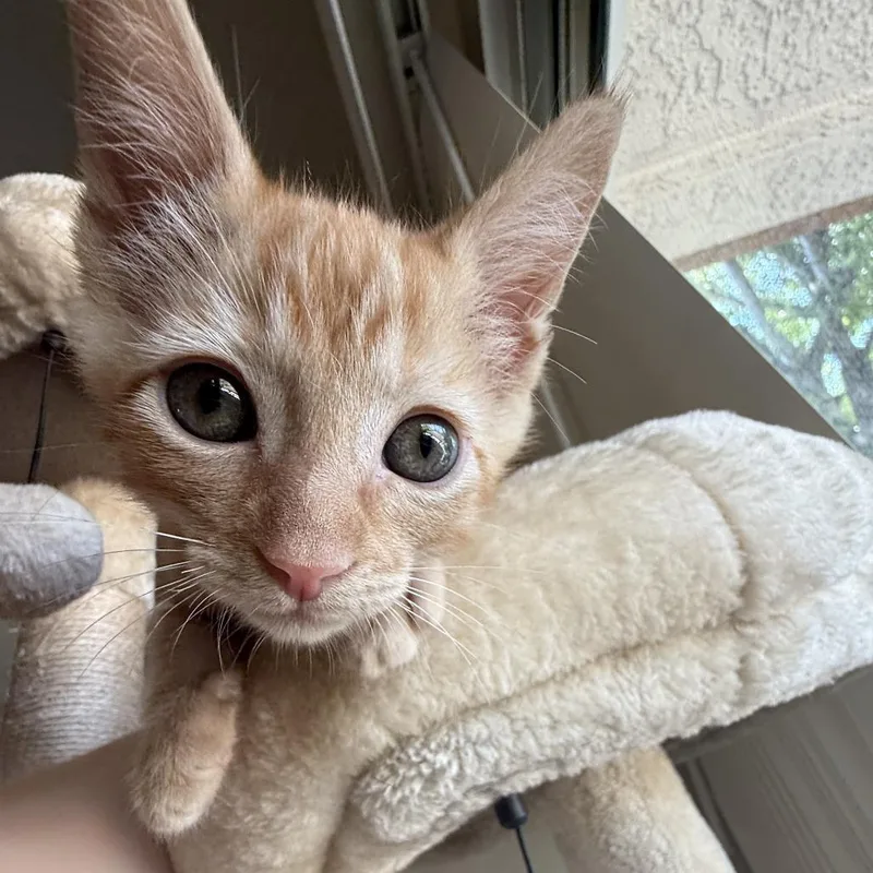 A baby small-sized male Orange / Red Domestic Short Hair cat named Indiana Jones for adoption in Spokane, WA