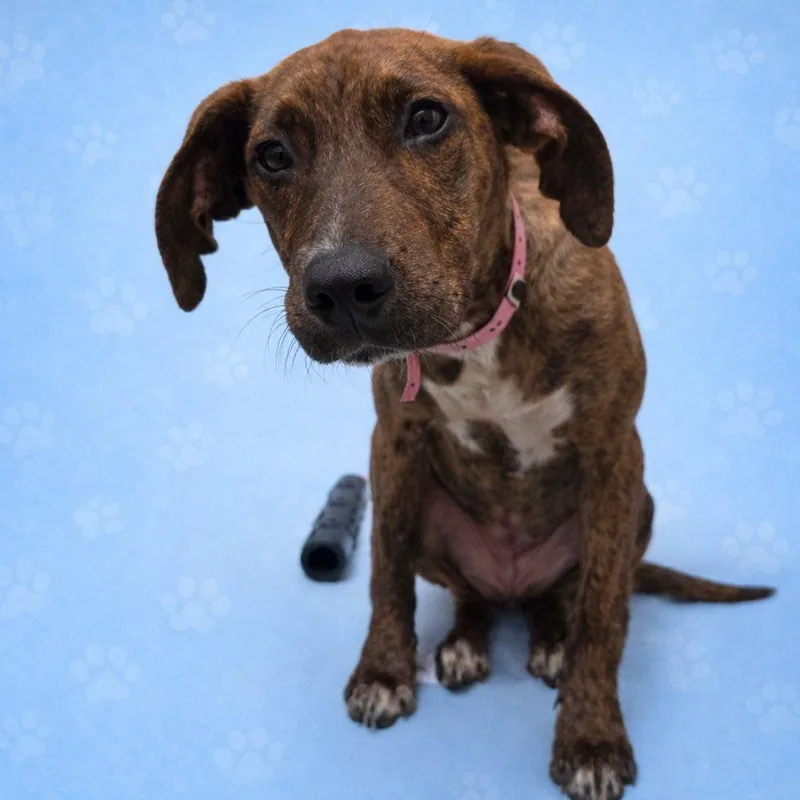 A baby medium-sized female Brown / Chocolate Plott Hound dog named Molly for adoption in Randleman, NC