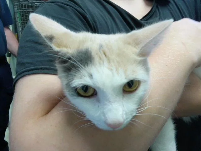 A young medium-sized female Domestic Short Hair cat named Sunny for adoption in Tulsa, OK