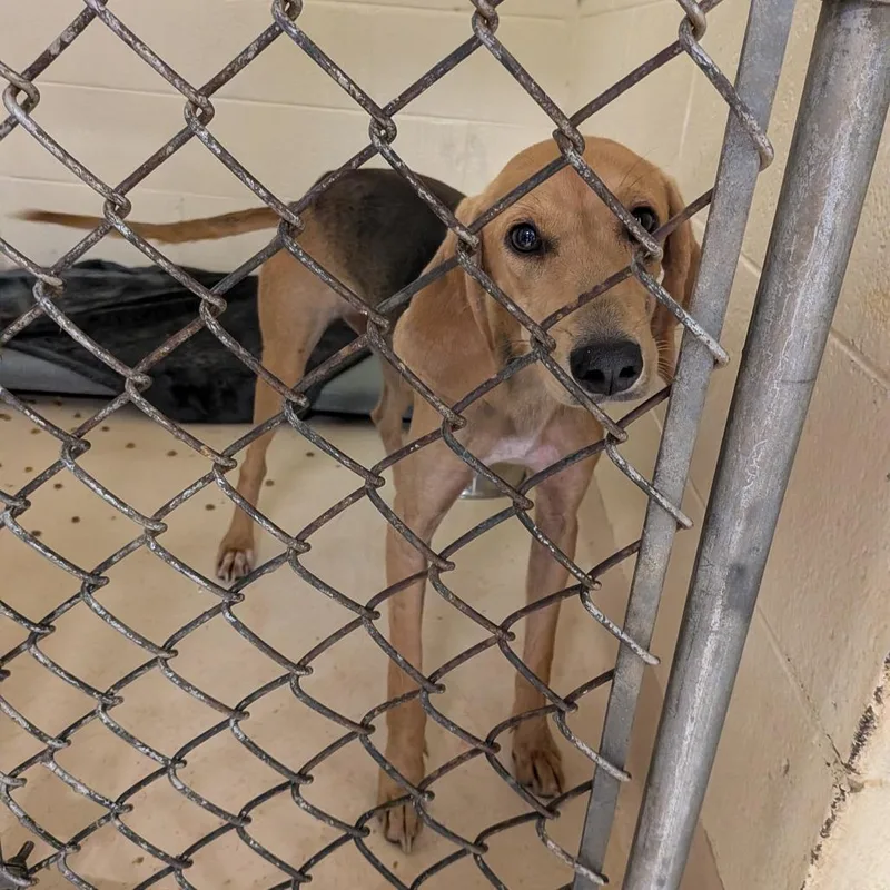 A young medium-sized female Hound dog named Iris for adoption in Fairfax, VA