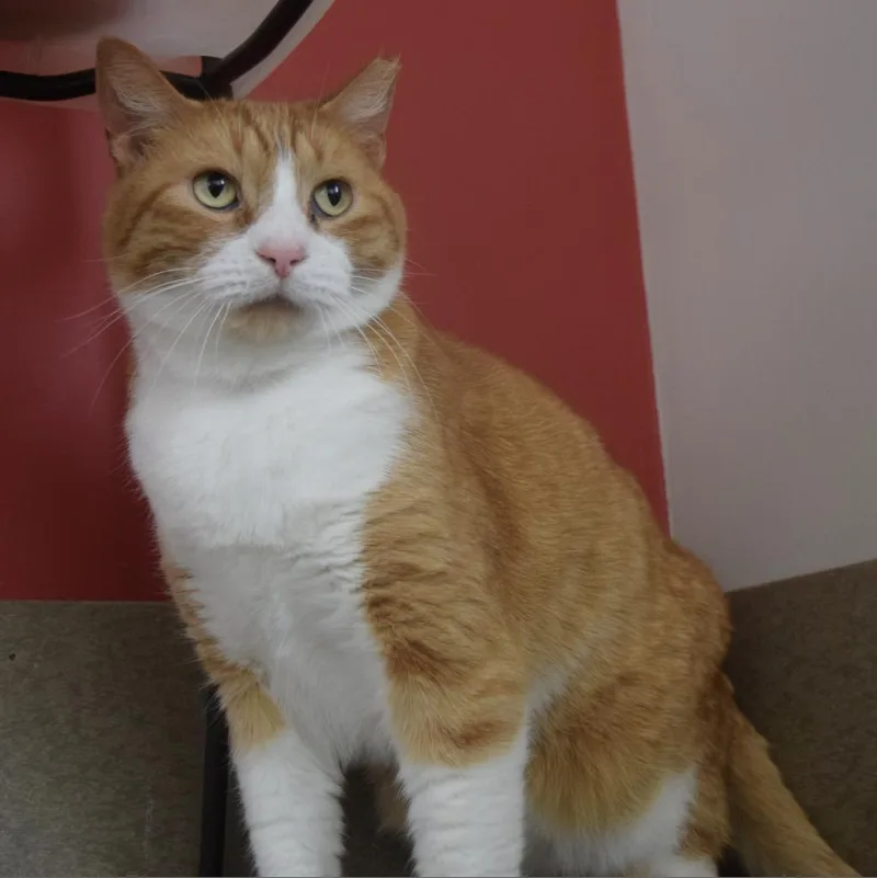 Bobby Lee thumbnail 2