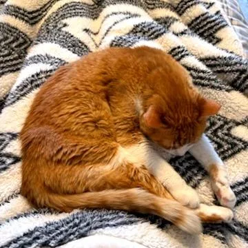 Bobby Lee thumbnail 3