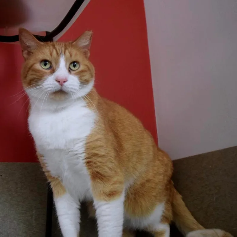 Bobby Lee thumbnail 4