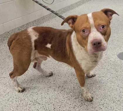 An adult large-sized male Red / Chestnut / Orange Pit Bull Terrier dog named Gibson for adoption in Kansas City, MO
