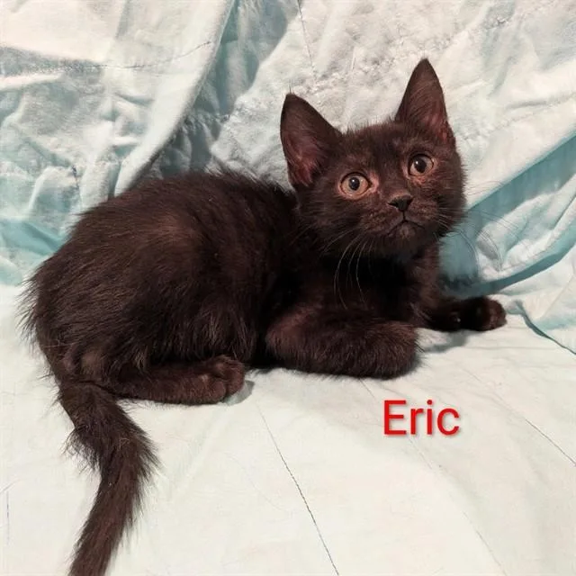 A baby small-sized male Domestic Short Hair cat named Eric for adoption in Auburn, CA