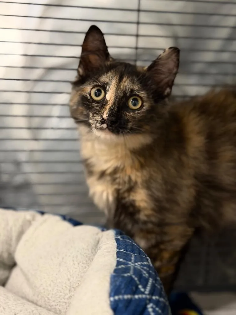 A baby small-sized female Domestic Long Hair cat named Daphne for adoption in Peru, NY