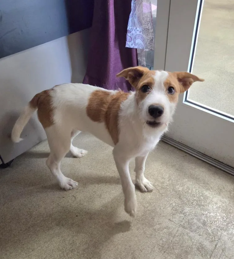 A baby small-sized female Terrier dog named Gillian for adoption in Hagerstown, MD