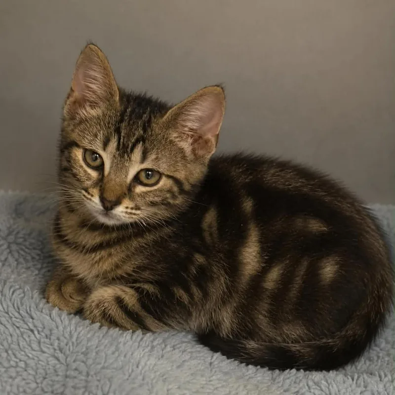 A baby small-sized female Domestic Short Hair cat named Star for adoption in Columbia, TN