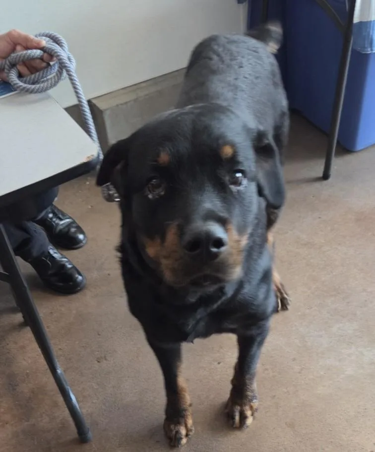 An adult large-sized male Rottweiler dog named Ace for adoption in Van Nuys, CA