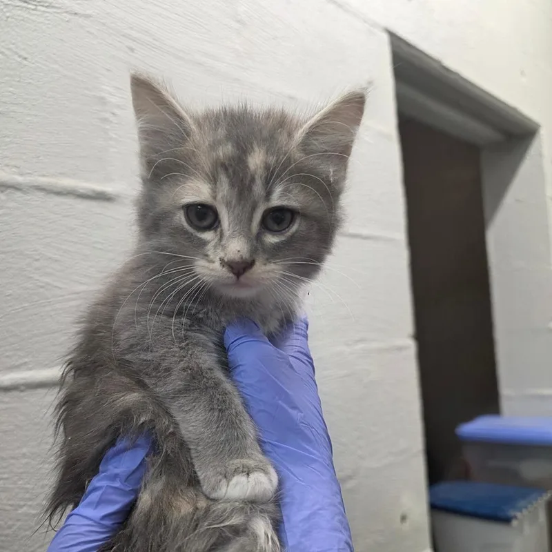 A baby small-sized female Gray / Blue / Silver Domestic Short Hair cat named Watermelon for adoption in Clanton, AL