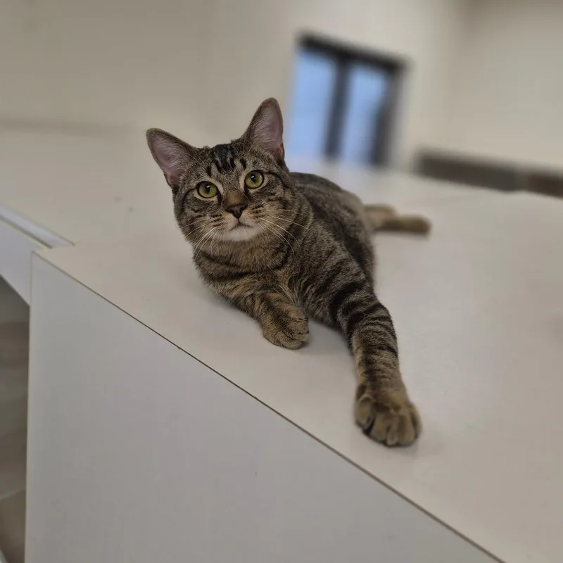 A young medium-sized male Gray / Blue / Silver Domestic Short Hair cat named Sno Cap for adoption in Woodstock, IL