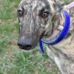 An adult medium-sized female Greyhound dog named What R The Chances for adoption in grandville, MI