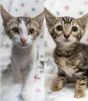 A baby small-sized female Tabby (Brown / Chocolate) Domestic Short Hair cat named Xuri & Xeela for adoption in Encinitas, CA
