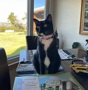 An adult medium-sized female Black & White / Tuxedo Domestic Short Hair cat named Goose for adoption in Dripping Springs, TX