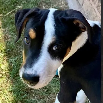 A young large-sized male Hound dog named Joey for adoption in Kansas City, MO