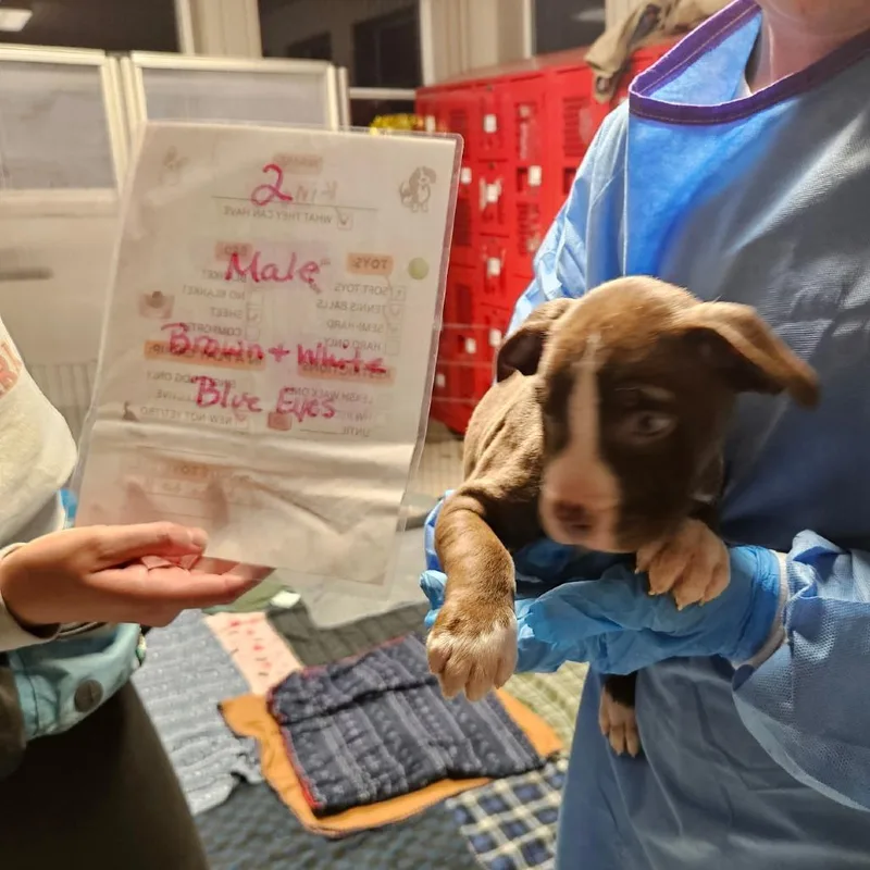 A baby small-sized male American Staffordshire Terrier dog named Wiggly for adoption in Jasper, IN