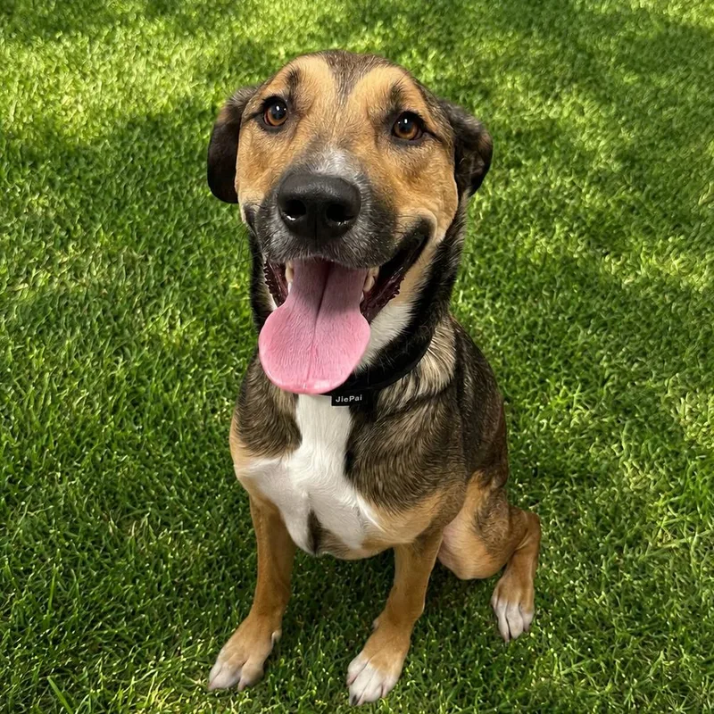 An adult large-sized male Black German Shepherd Dog dog named Chaz for adoption in Henderson, NV