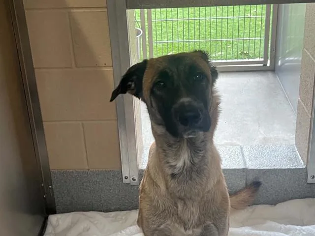 A young large-sized female Anatolian Shepherd dog named Alexa for adoption in Tustin, CA