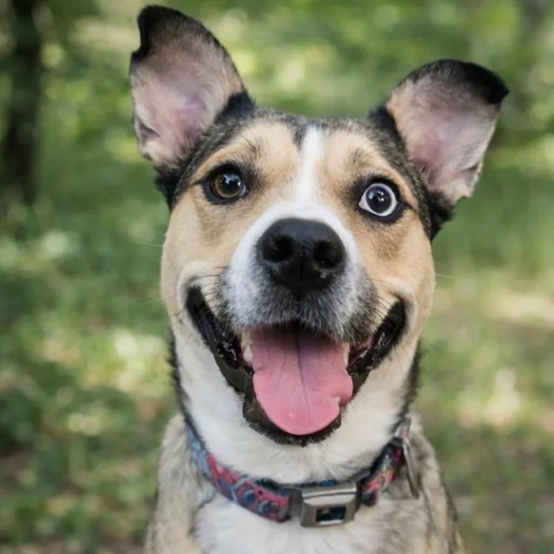 A senior large-sized female Yellow / Tan / Blond / Fawn Husky dog named Luna for adoption in Waco, TX