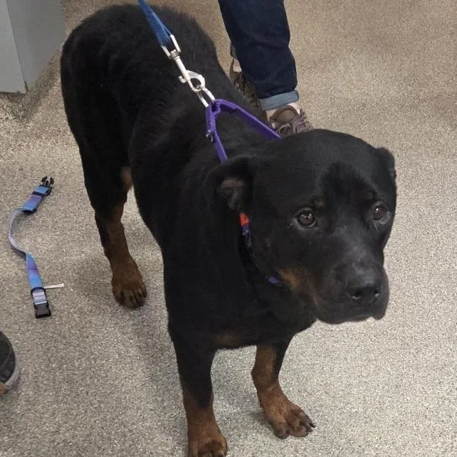 An adult large-sized female Black Mixed Breed dog named Chewie for adoption in Jacksonville, FL
