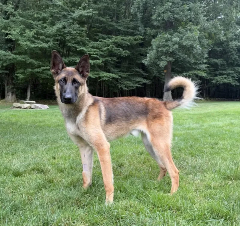 A young large-sized male Apricot / Beige Belgian Shepherd / Malinois dog named Remington Located in Connecticut for adoption in Imlay City, MI