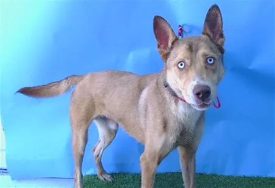 An adult medium-sized male German Shepherd Dog dog named Max for adoption in Gardena, CA
