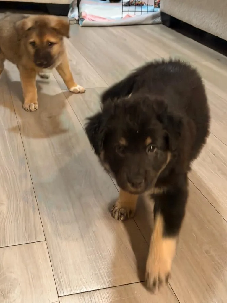 Stagecoach thumbnail 2