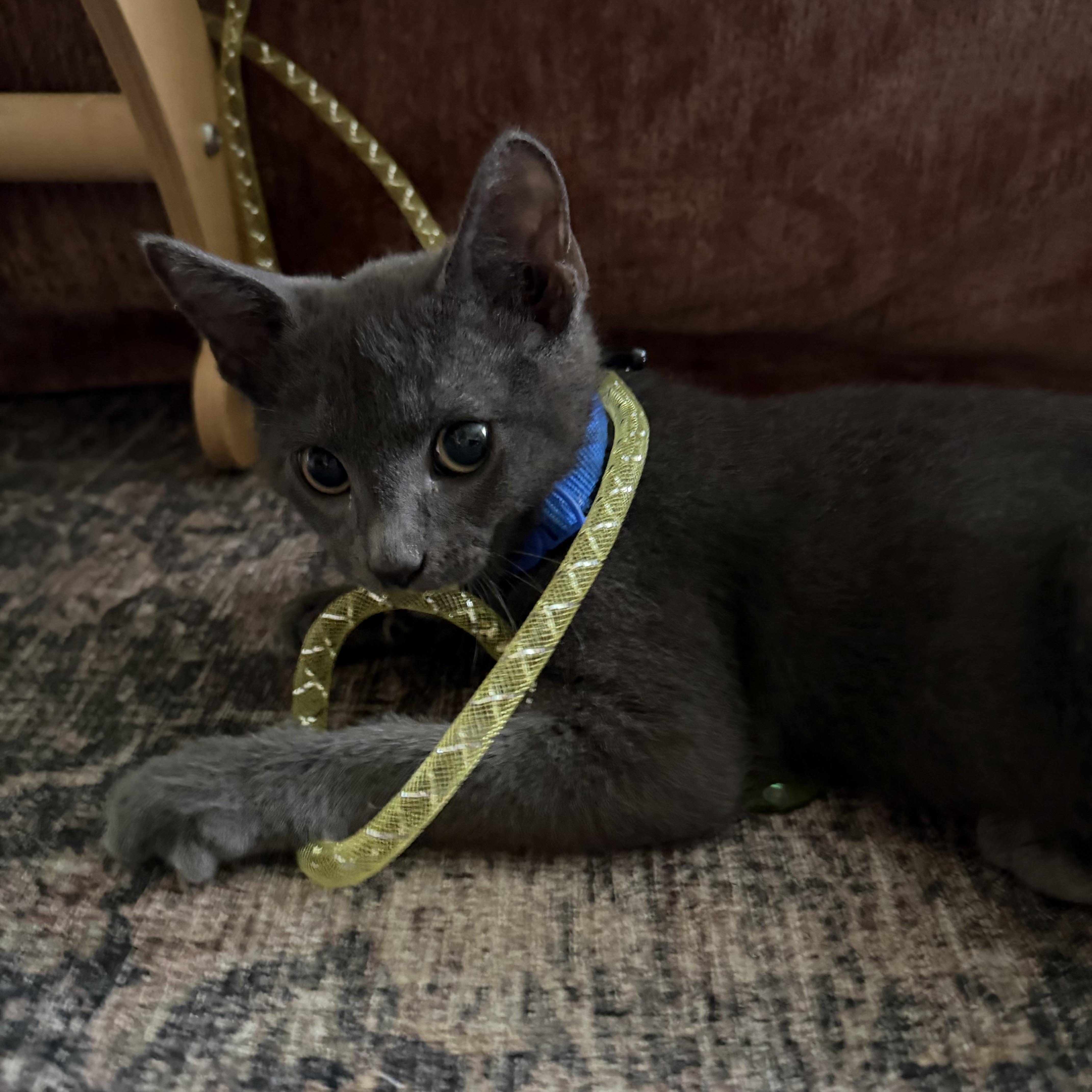 A baby medium-sized male Gray / Blue / Silver Domestic Short Hair cat named Tonka for adoption in Brick, NJ