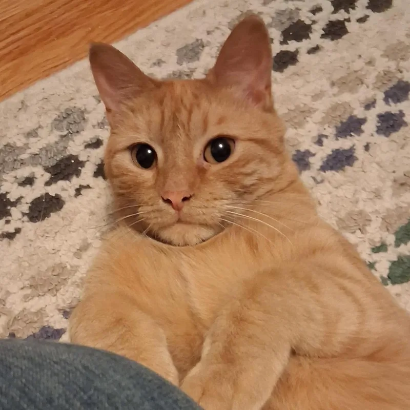 An adult large-sized male Domestic Short Hair cat named Frito for adoption in Inver Grove Heights, MN