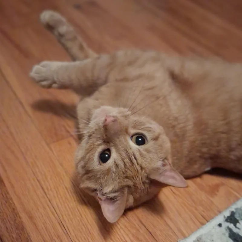 Frito thumbnail 3