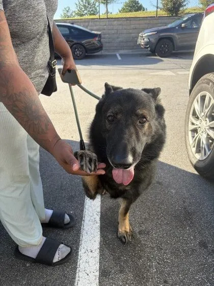 An adult large-sized male German Shepherd Dog dog named Duke for adoption in Atlanta, GA