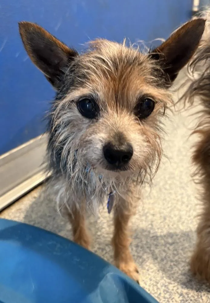 A senior small-sized male Yorkshire Terrier dog named Bingo for adoption in Bartlesville, OK