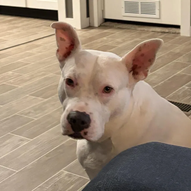 An adult large-sized female White / Cream American Bulldog dog named Lexi for adoption in Huntsville, AL