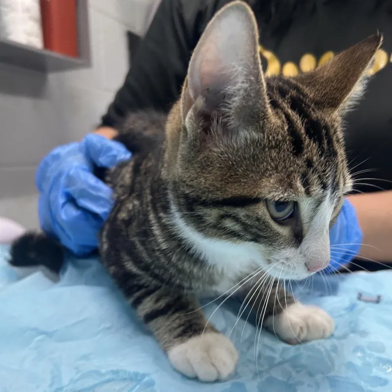 A baby medium-sized male Brown / Chocolate Domestic Short Hair cat named Kevin for adoption in Summerville, SC