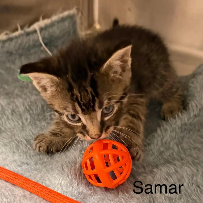 Samar thumbnail 2
