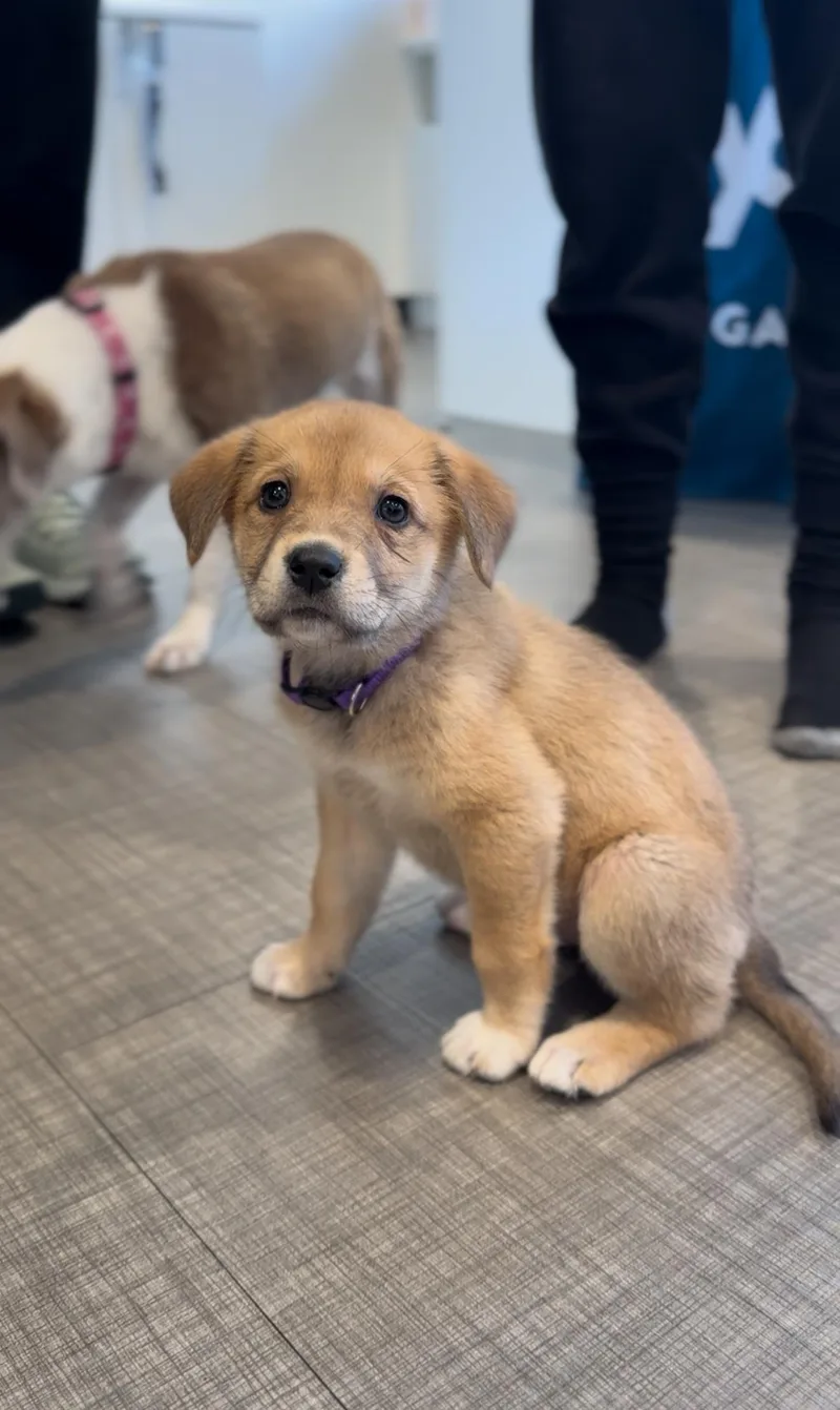 A baby medium-sized female Golden Great Pyrenees dog named Alessia for adoption in Houston, TX