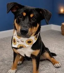 An adult medium-sized male Hound dog named Smitten for adoption in Largo, FL