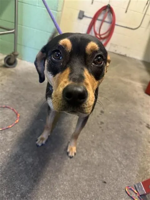 A young large-sized female Pit Bull Terrier dog named Peony for adoption in Sacramento, CA