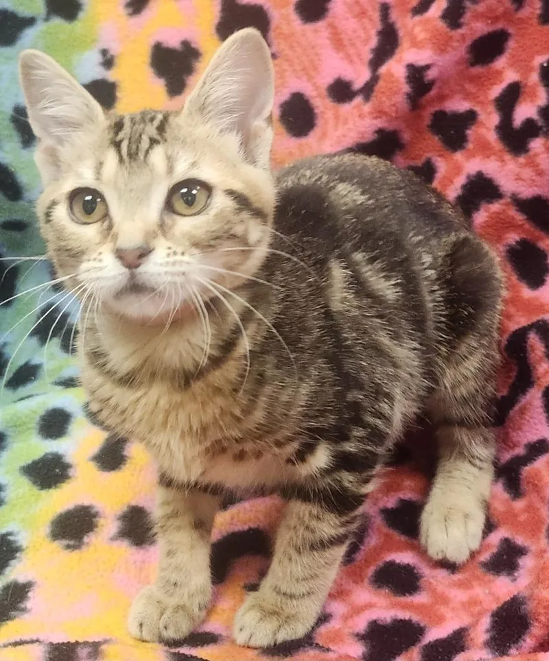 A baby small-sized female Domestic Short Hair cat named Twila for adoption in Little Rock, AR