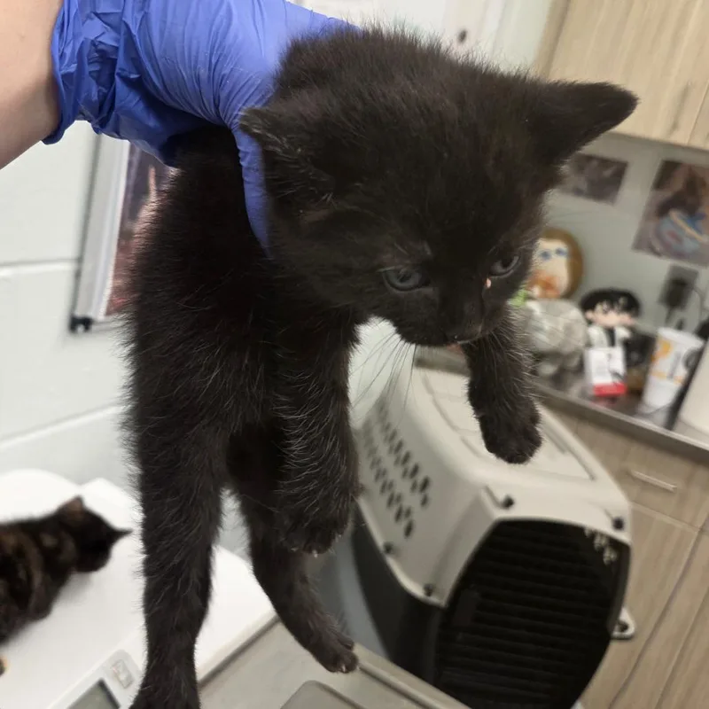 A baby small-sized male Black Domestic Short Hair cat named Nimbus for adoption in Chattanooga, TN