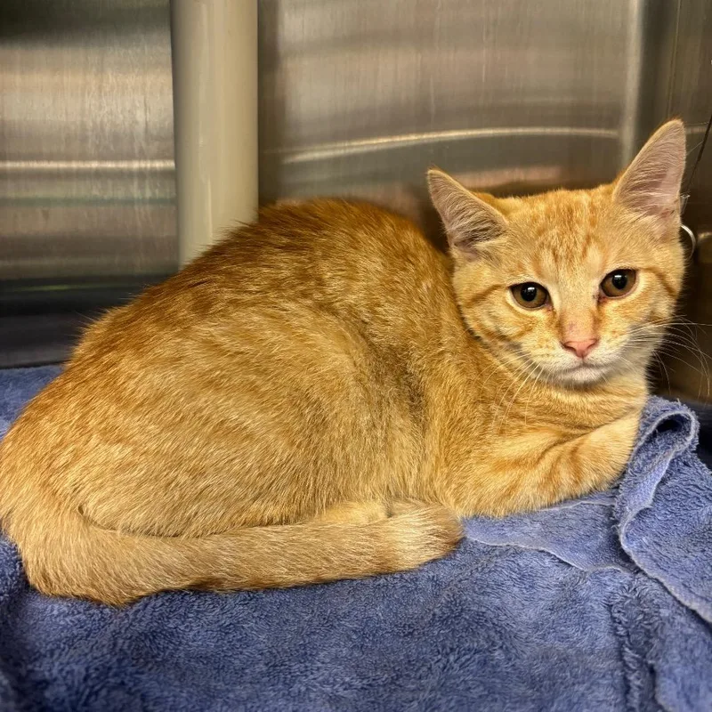 A baby small-sized female Buff / Tan / Fawn Domestic Short Hair cat named Mel FKA Gingersnap for adoption in Philadelphia, PA