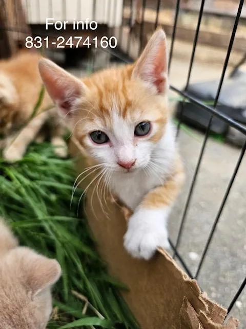 A baby medium-sized female Orange & White Domestic Short Hair cat named Tangerine for adoption in Santa Cruz, CA