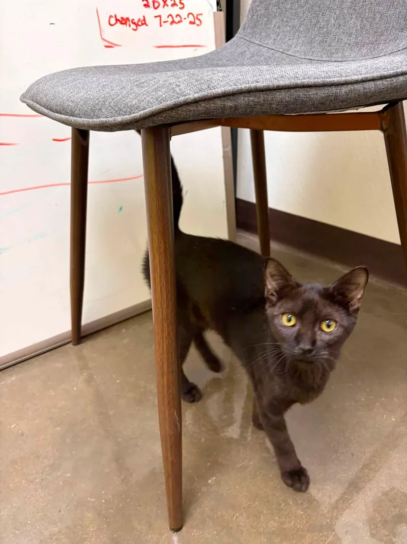 A young medium-sized female Black Domestic Short Hair cat named Espresso for adoption in Port Lavaca, TX